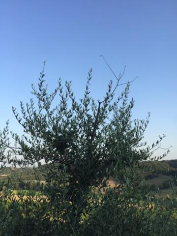 Casa Natura San Gimignano Exteriér fotografie